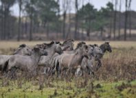Réserve naturelle Het Zwin 