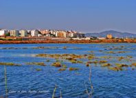 Ria Formosa 