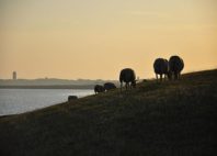 Îles Wadden 