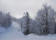Vogel 