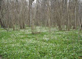 Abruka : la sublime île à la forêt de feuillus