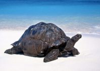 Aldabra 