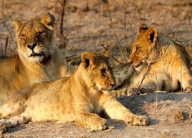 Antelope Park : pour des vacances magiques et inoubliables