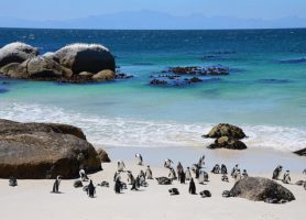 Boulders Beach : une magnifique plage qui vaut la peine d’être visitée