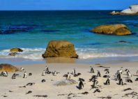 Boulders Beach 