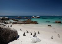 Boulders Beach 