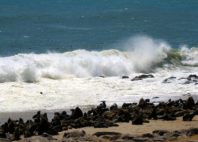 Cape Cross 