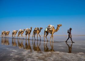 Désert Danakil : au cœur d’un somptueux désert unique