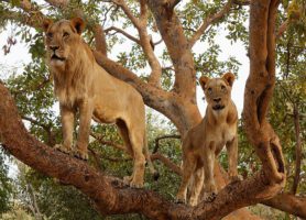 Fathala Reserve : un site naturel charmant