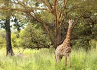 Fathala Reserve 