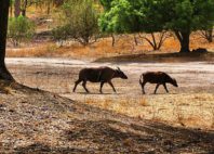 Fathala Reserve 