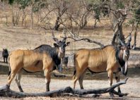 Fathala Reserve 