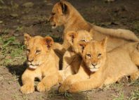 Fathala Reserve 