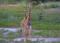 Fathala Reserve 