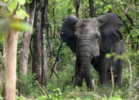 Fazao-Malfakassa : un site naturel incontournable