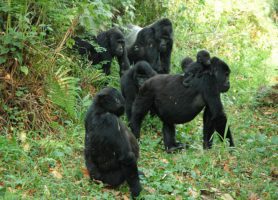 Forêt de Bwindi : au cœur de la plus luxuriante forêt ougandaise