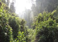 Forêt de Bwindi 