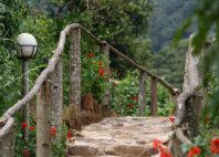 Forêt de Bwindi 