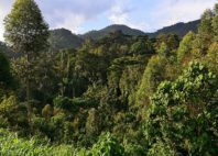 Forêt de Bwindi 