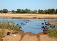 Gonarezhou 