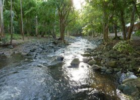 Gorges de Rivière Noire : randonnées en zone tropicale