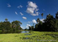Gorongosa 