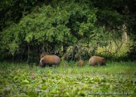 Gorongosa 
