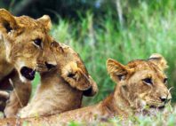 Gorongosa 