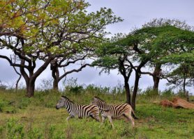 Hluhluwe-Umfolozi : l’eldorado des rhinocéros blancs