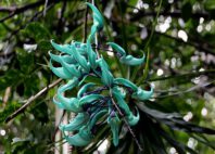 Jardin des Parfums et des Epices 