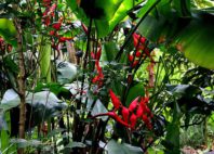 Jardin des Parfums et des Epices 
