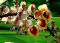 Jardin des Parfums et des Epices 