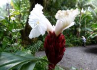 Jardin des Parfums et des Epices 