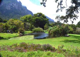 Jardins de Kirstenbosch : un endroit vraiment magique