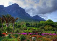 Jardins de Kirstenbosch 