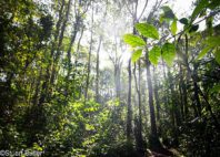 Forêt de Kakamega 