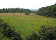 Forêt de Kakamega 