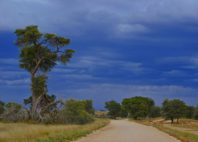 Kgalagadi 