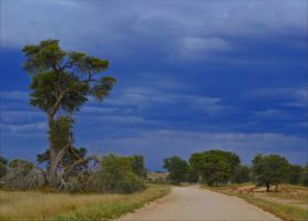 Kgalagadi : au cœur d’une luxuriante et sauvage nature
