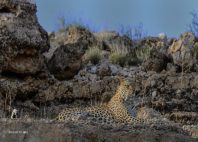 Kgalagadi 