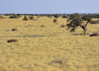 Kgalagadi 
