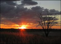 Kgalagadi 