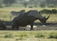 Khama Rhino Sanctuary 