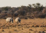 Khama Rhino Sanctuary 