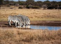 Khama Rhino Sanctuary 