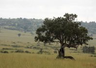 Kidepo Valley 