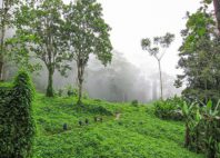 Kokoda 
