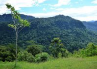 Kokoda 