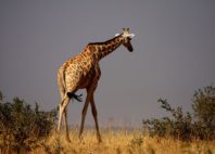 Réserve de girafe de Kouré 