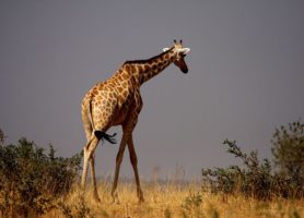 Réserve de girafe de Kouré : l’ultime refuge de la girafe peralta